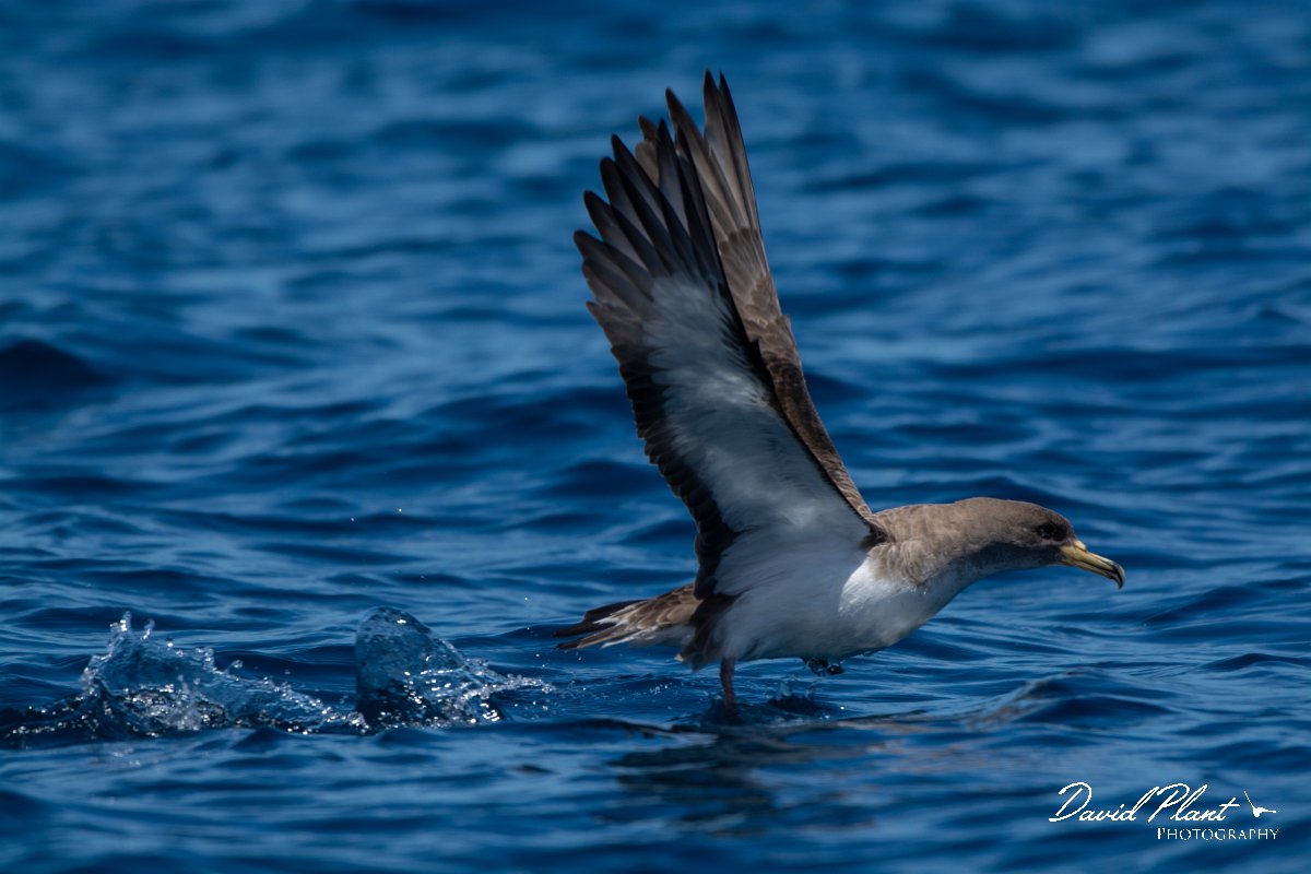 DPPhotography - Maderia - Cory's shearwater - X.jpg - Cory's shearwater - Ocean SE of Madeira, Madeira