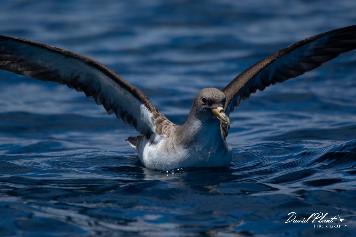 DPPhotography - Maderia - Cory's shearwater - Z.jpg - Cory's shearwater - Ocean SE of Madeira, Madeira