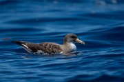 DPPhotography - Maderia - Cory's shearwater - AA