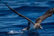 DPPhotography - Maderia - Cory's shearwater - AB