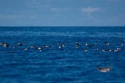 DPPhotography - Maderia - Cory's shearwater - AC