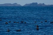 DPPhotography - Maderia - Cory's shearwater - AD