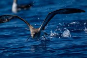 DPPhotography - Maderia - Cory's shearwater - AE