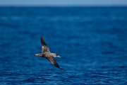 DPPhotography - Maderia - Cory's shearwater - AF