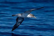 DPPhotography - Maderia - Cory's shearwater - AG
