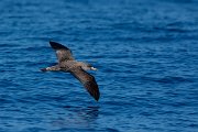 DPPhotography - Maderia - Cory's shearwater - AH