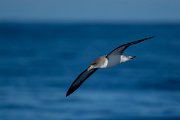 DPPhotography - Maderia - Cory's shearwater - AI