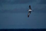 DPPhotography - Maderia - Cory's shearwater - C
