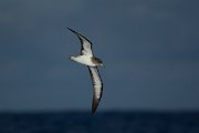 DPPhotography - Maderia - Cory's shearwater - E
