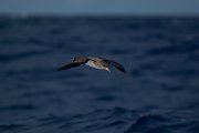 DPPhotography - Maderia - Cory's shearwater - F
