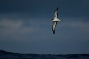DPPhotography - Maderia - Cory's shearwater - G