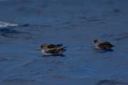 DPPhotography - Maderia - Cory's shearwater - I