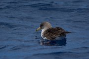 DPPhotography - Maderia - Cory's shearwater - J
