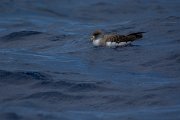 DPPhotography - Maderia - Cory's shearwater - K