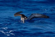DPPhotography - Maderia - Cory's shearwater - L