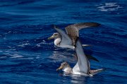 DPPhotography - Maderia - Cory's shearwater - M