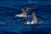 DPPhotography - Maderia - Cory's shearwater - N