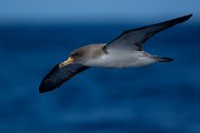 DPPhotography - Maderia - Cory's shearwater - O