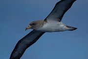 DPPhotography - Maderia - Cory's shearwater - P