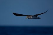 DPPhotography - Maderia - Cory's shearwater - Q