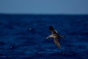 DPPhotography - Maderia - Cory's shearwater - R