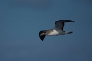 DPPhotography - Maderia - Cory's shearwater - S