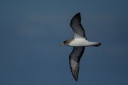 DPPhotography - Maderia - Cory's shearwater - T