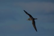 DPPhotography - Maderia - Cory's shearwater - U