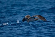 DPPhotography - Maderia - Cory's shearwater - V
