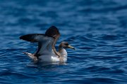 DPPhotography - Maderia - Cory's shearwater - W