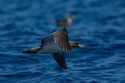 DPPhotography - Maderia - Cory's shearwater - Y