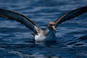 DPPhotography - Maderia - Cory's shearwater - Z