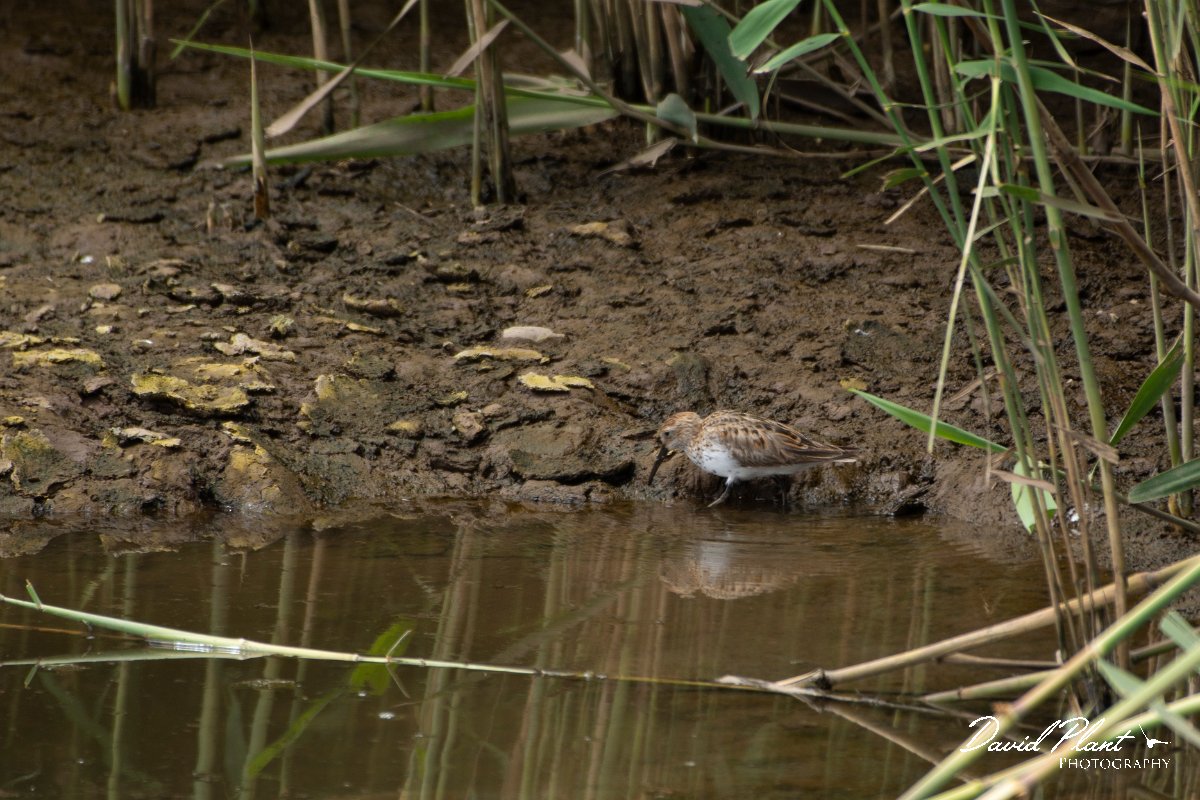 DPPhotography - Maderia - Dunlin - A.jpg - Dunlin - Lugar de Baixo, Maderia