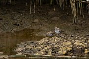 DPPhotography - Maderia - Dunlin - B