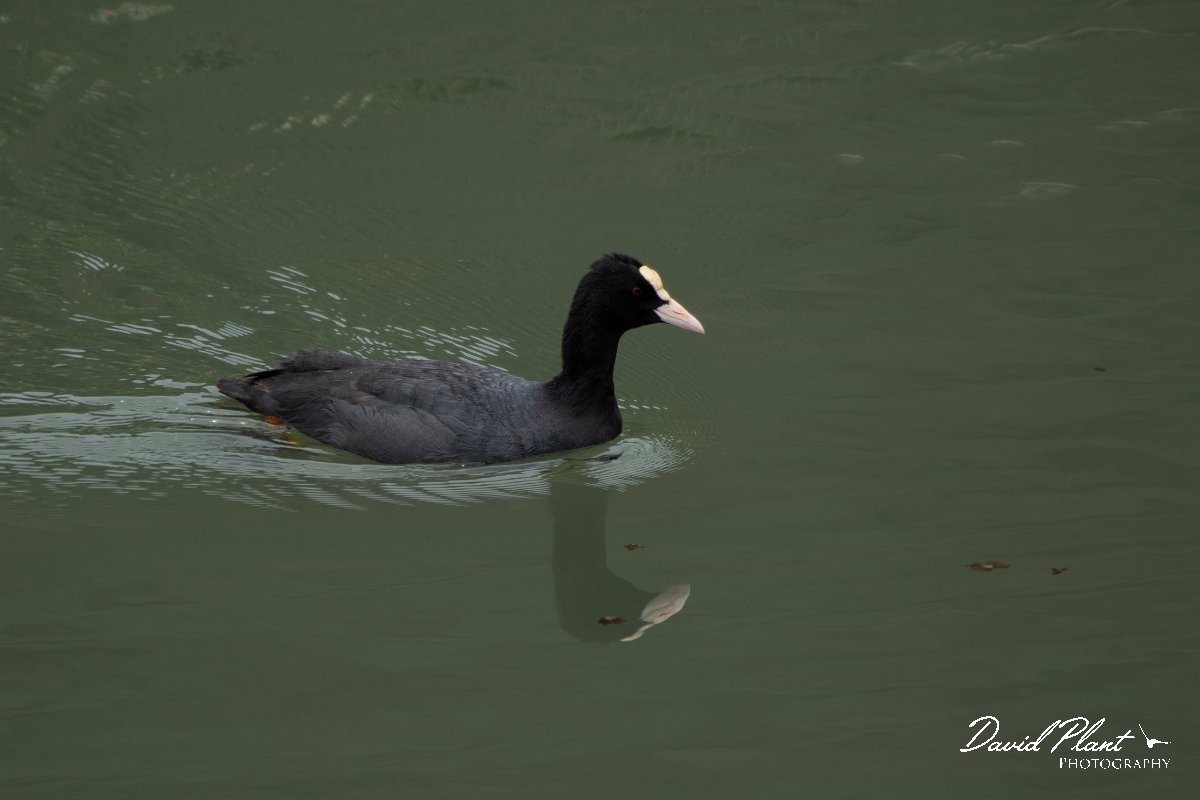 DPPhotography - Maderia - European coot - B.jpg - European coot - Lugar de Baixo, Maderia