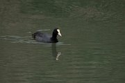 DPPhotography - Maderia - European coot - A