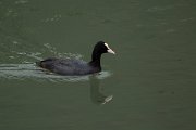 DPPhotography - Maderia - European coot - B