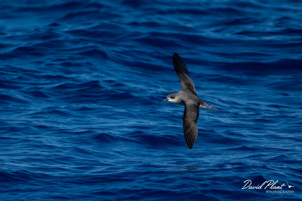 DPPhotography - Maderia - Fea's petrel - C.jpg - Fea's petrel - Ocean N of Madeira, Madeira