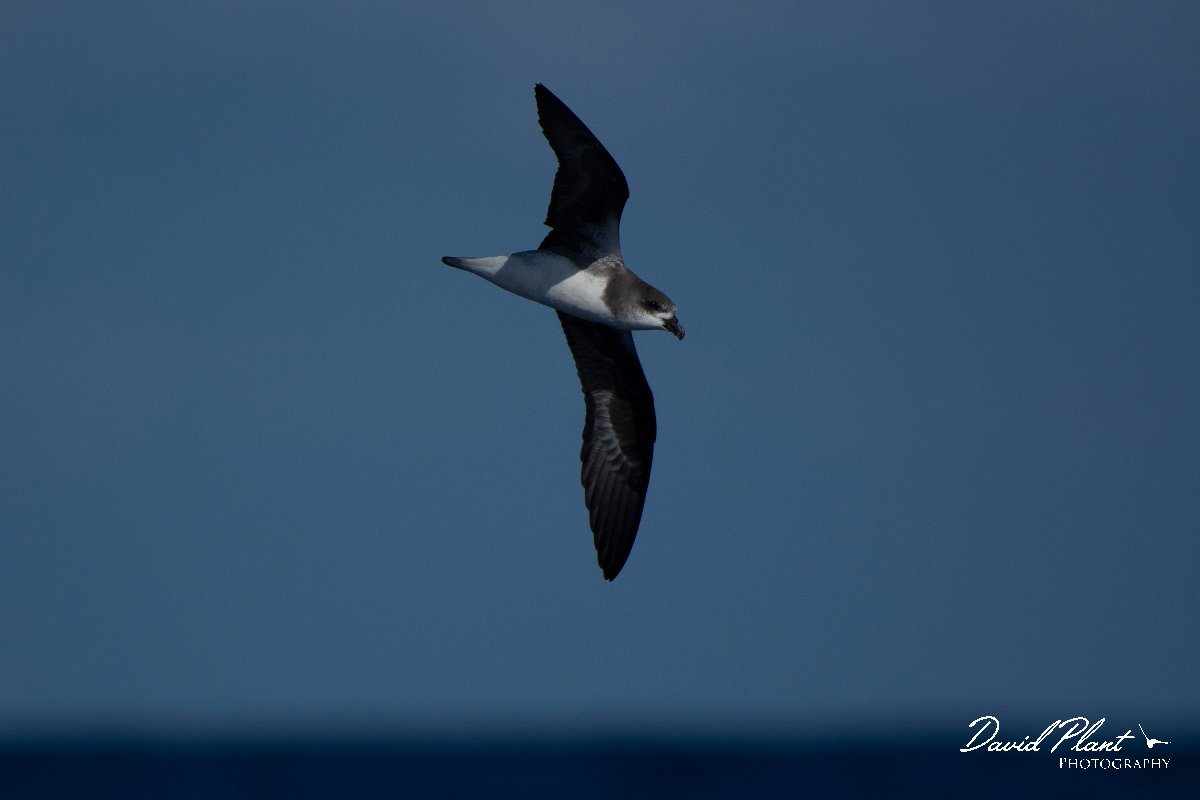 DPPhotography - Maderia - Fea's petrel - D.jpg - Fea's petrel - Ocean N of Madeira, Madeira