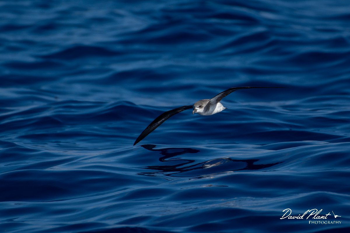 DPPhotography - Maderia - Fea's petrel - F.jpg - Fea's petrel - Ocean N of Madeira, Madeira