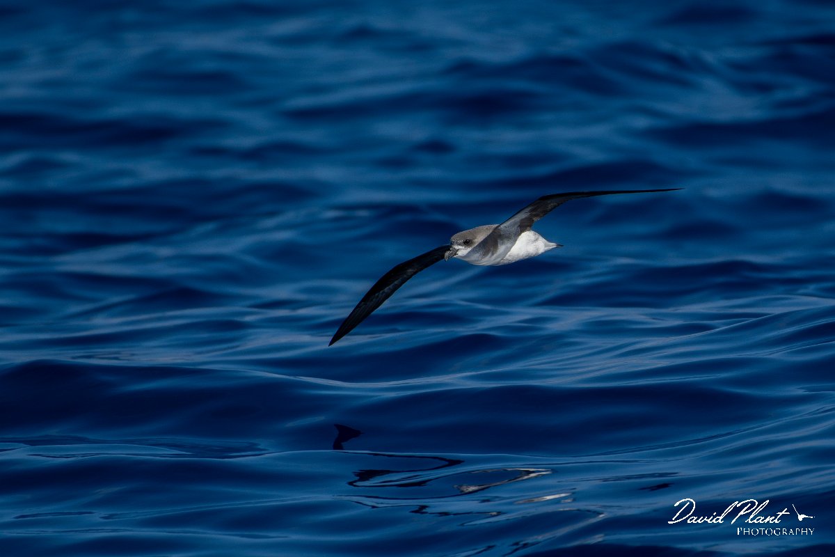 DPPhotography - Maderia - Fea's petrel - G.jpg - Fea's petrel - Ocean N of Madeira, Madeira