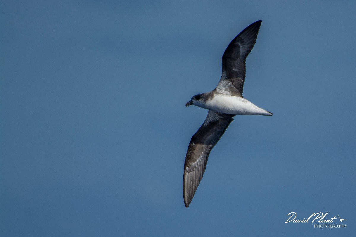 DPPhotography - Maderia - Fea's petrel - H.jpg - Fea's petrel - Ocean N of Madeira, Madeira