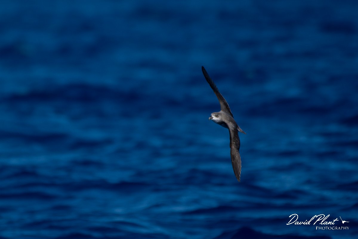 DPPhotography - Maderia - Fea's petrel - I.jpg - Fea's petrel - Ocean N of Madeira, Madeira