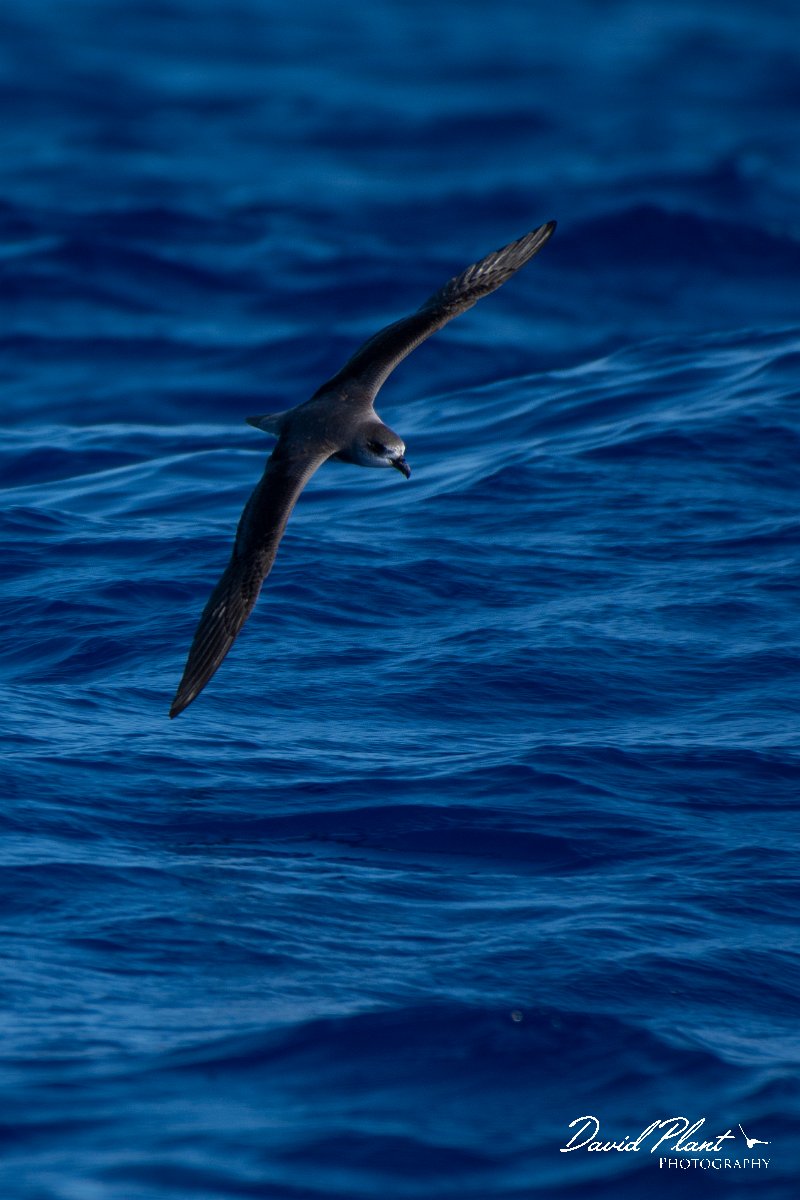 DPPhotography - Maderia - Fea's petrel - K.jpg - Fea's petrel - Ocean N of Madeira, Madeira