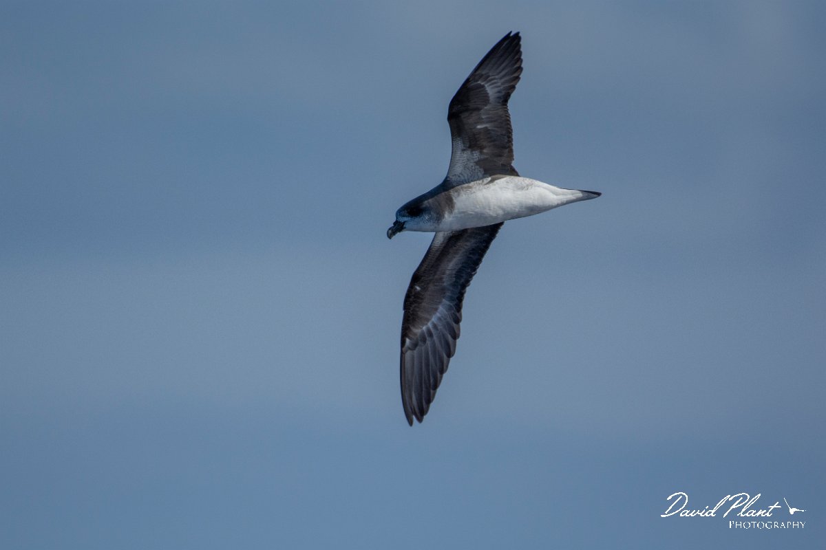 DPPhotography - Maderia - Fea's petrel - L.jpg - Fea's petrel - Ocean N of Madeira, Madeira