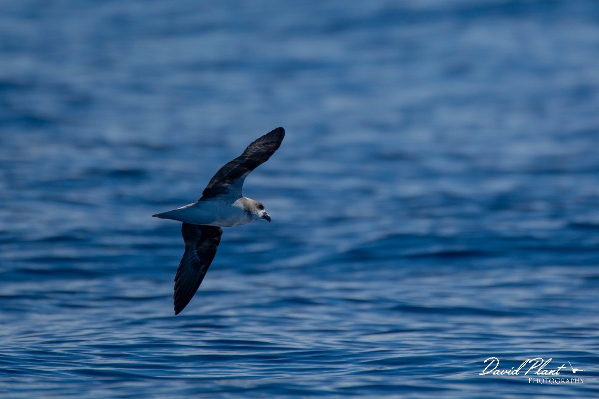 DPPhotography - Maderia - Fea's petrel - N.jpg - Fea's petrel - Ocean SE of Madeira, Madeira