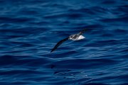DPPhotography - Maderia - Fea's petrel - G