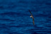 DPPhotography - Maderia - Fea's petrel - I