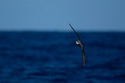 DPPhotography - Maderia - Fea's petrel - J
