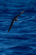 DPPhotography - Maderia - Fea's petrel - K